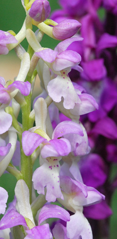 Orchis mascula