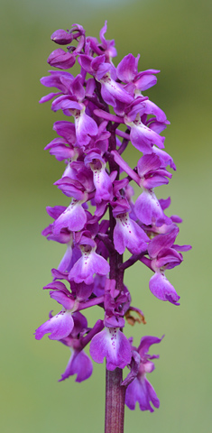 Orchis mascula