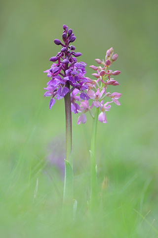 Orchis mascula