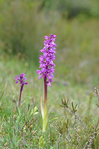 Orchis mascula