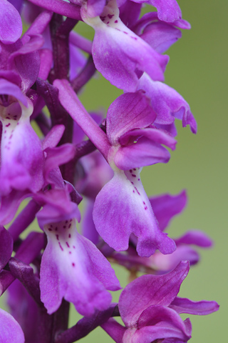 Orchis mascula