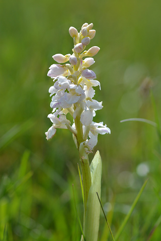 Orchis mascula