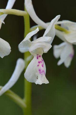 Orchis mascula