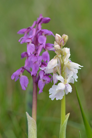 Orchis mascula