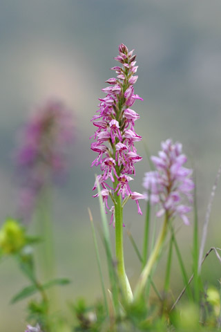 Orchis anthropophora x militaris