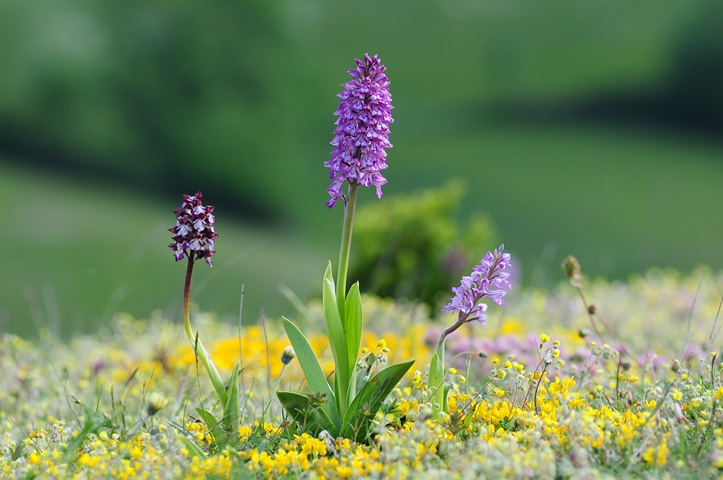 Orchis militaris x purpurea