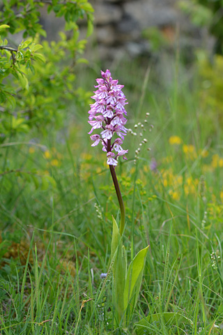 Orchis militaris x purpurea