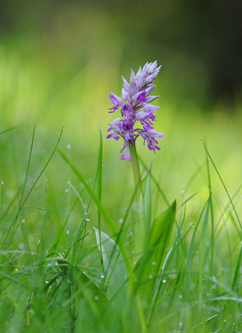 Orchis militaris