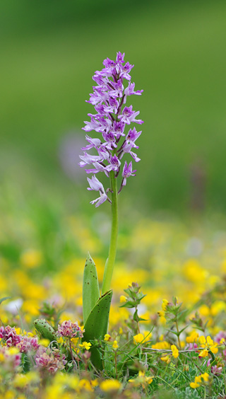 Orchis militaris