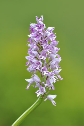 Orchis militaris