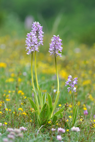 Orchis militaris