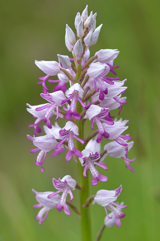 Orchis militaris