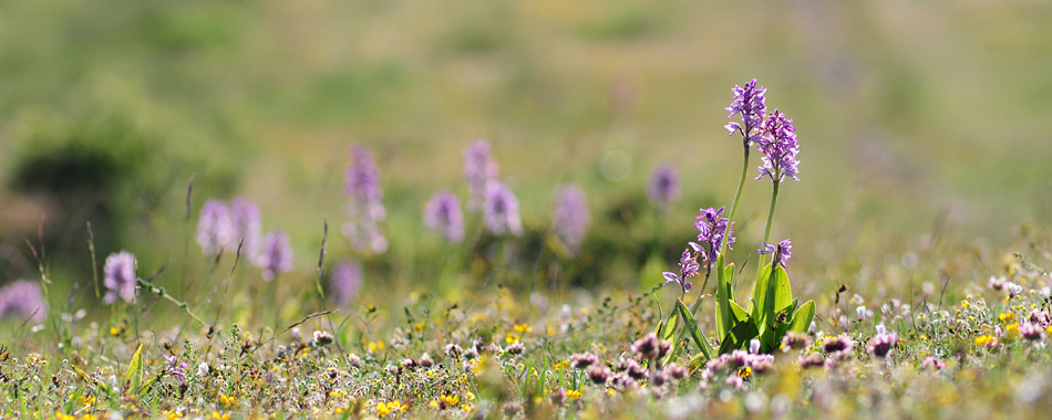 Orchis militaris