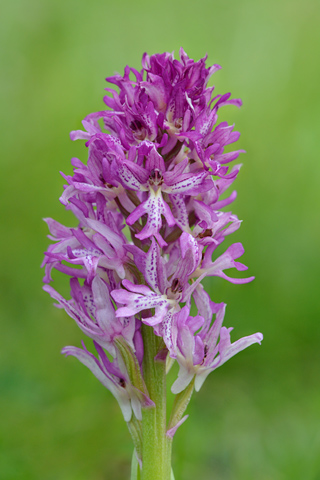 Orchis militaris