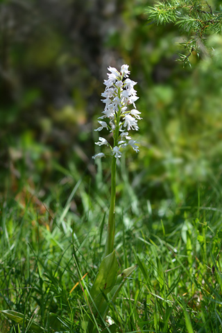 Orchis militaris