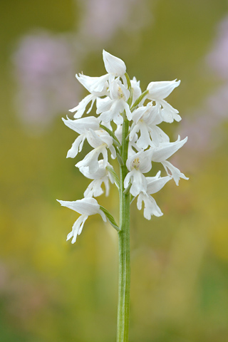 Orchis militaris