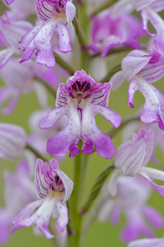 Orchis militaris