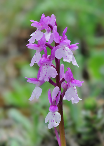 Orchis olbiensis