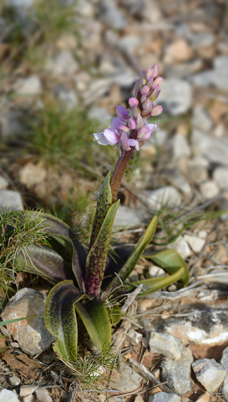 Orchis olbiensis