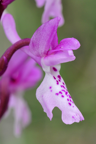 Orchis olbiensis