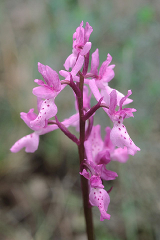 Orchis olbiensis