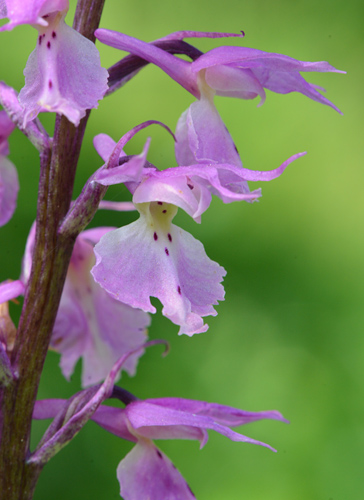 Orchis ovalis