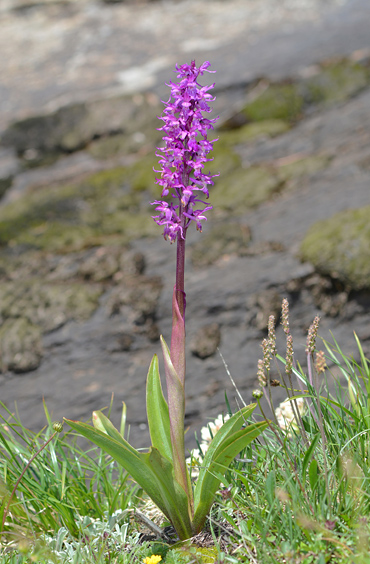 Orchis ovalis