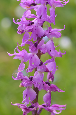 Orchis ovalis