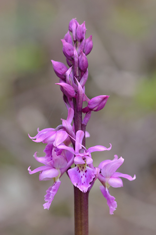 Orchis ovalis