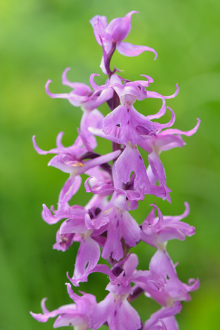 Orchis ovalis