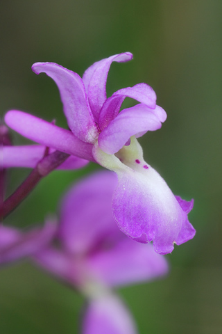 Orchis mascula x pallens