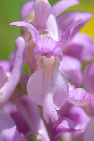 Orchis mascula x pallens
