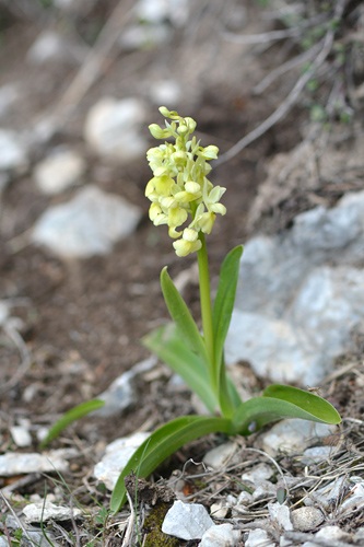 Orchis pallens