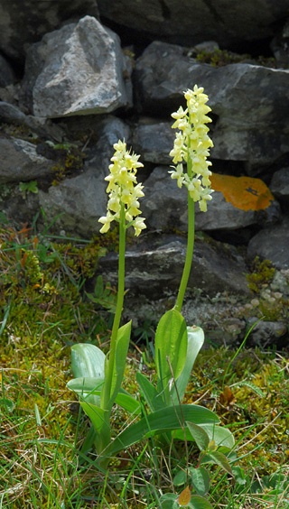 Orchis pallens