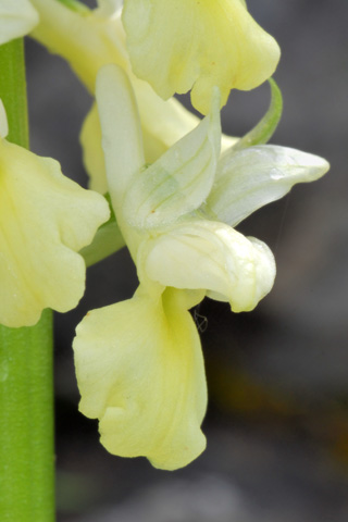 Orchis pallens