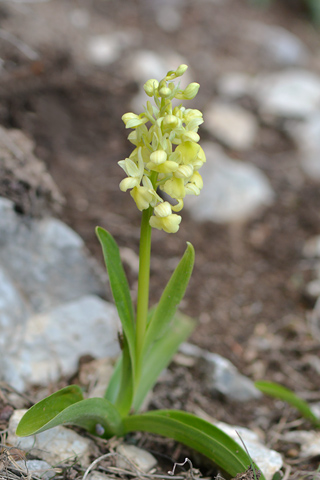 Orchis pallens