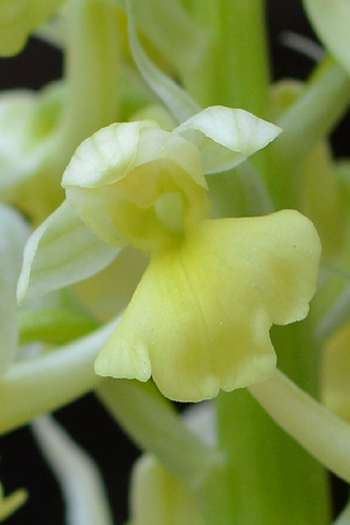 Orchis pallens