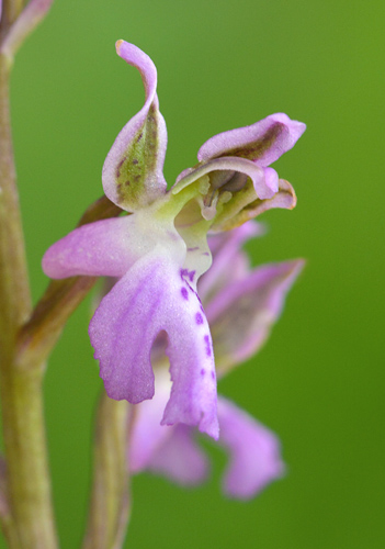 Orchis patens