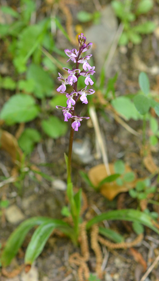 Orchis patens