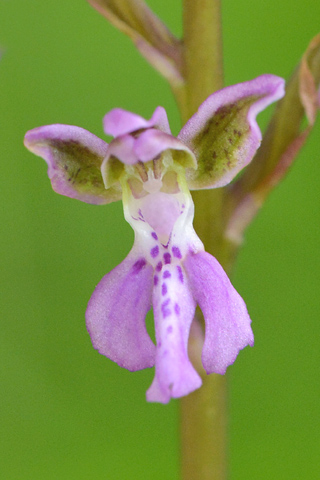 Orchis patens