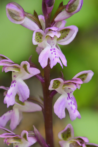 Orchis patens