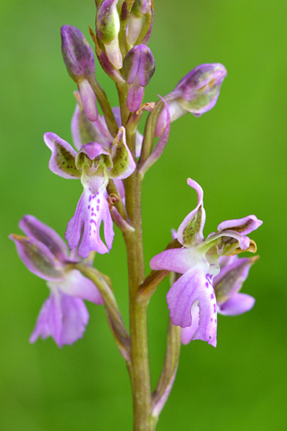 Orchis patens