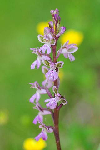 Orchis patens