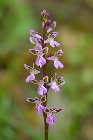 Orchis patens