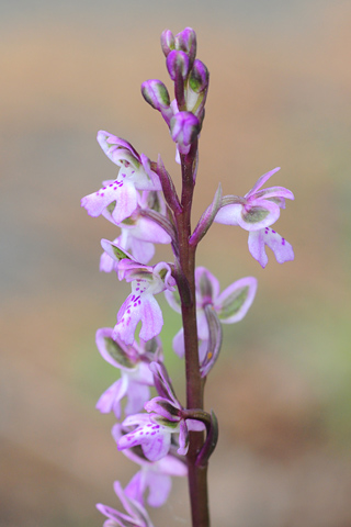 Orchis patens