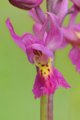 Orchis mascula x pauciflora
