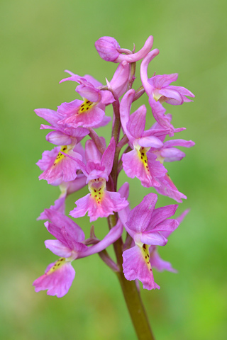 Orchis mascula x pauciflora