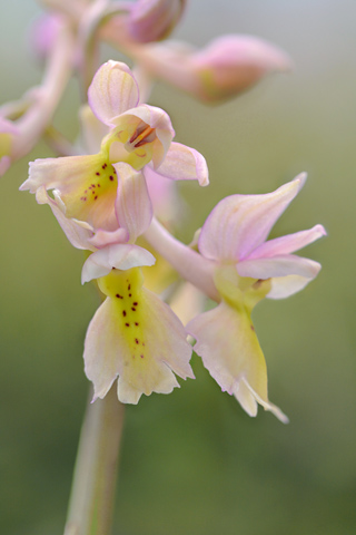 Orchis mascula x pauciflora