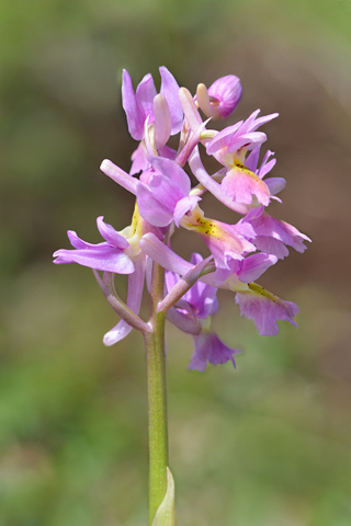 Orchis mascula x pauciflora