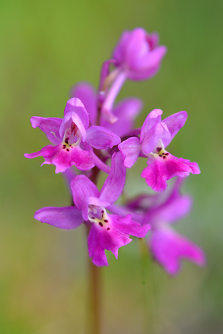 Orchis pauciflora x quadripunctata